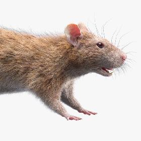 Rat (Fur) (2) 3D